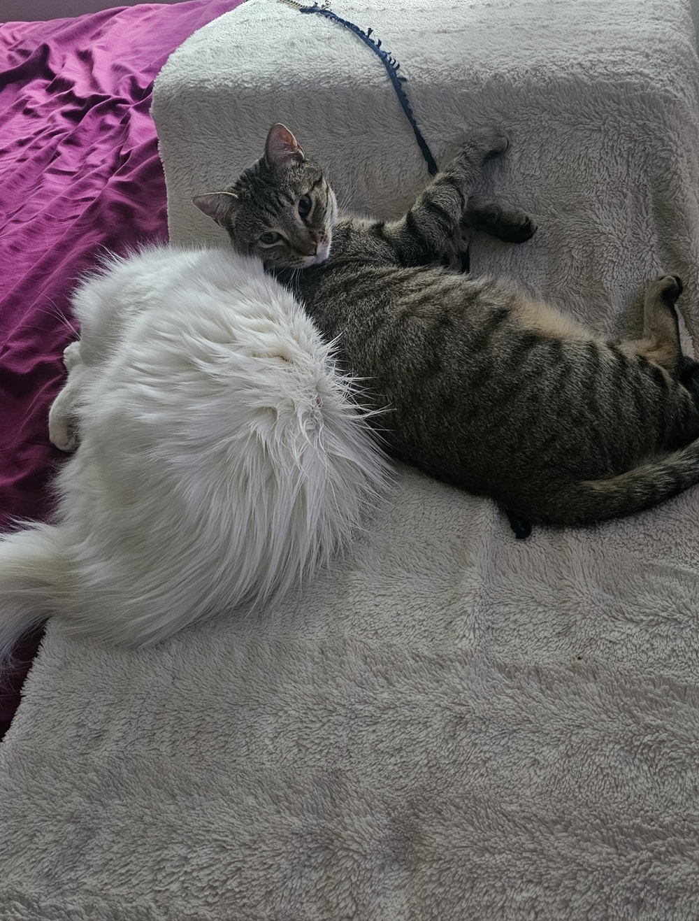 😻My Helpers 😻 - Picture 2 of 16
